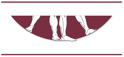 SHELBY FOOT AND ANKLE LOGO